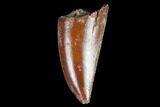 Serrated, Raptor Tooth - Extra Large Specimen #98563-1